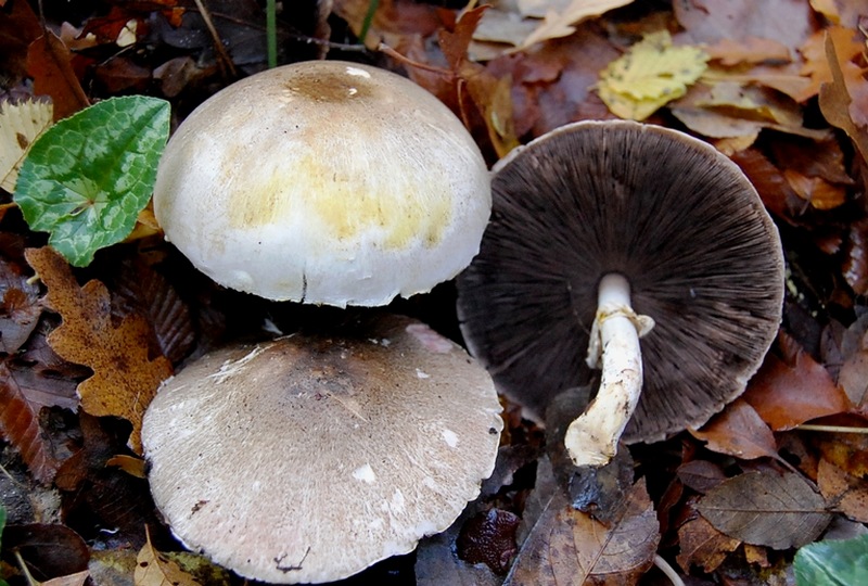 A. xantoderma?